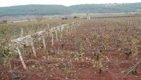 PercorriFasano ... i vigneti e le quercete tra i trulli di Bosco Talinajo