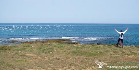 In bici tra il mare e gli ulivi della via Traiana