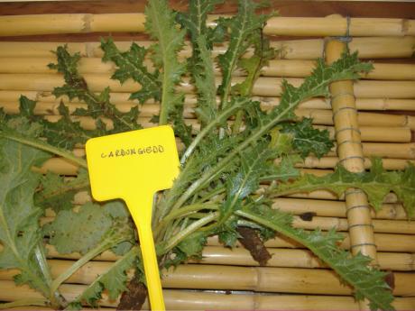 ETNOBOTANICA, gli usi tradizionali delle piante