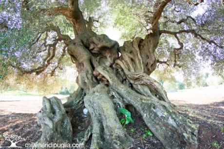 Escursione tra gli ulivi millenari di Ostuni
