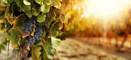 I Canti Della Terra del Vino
