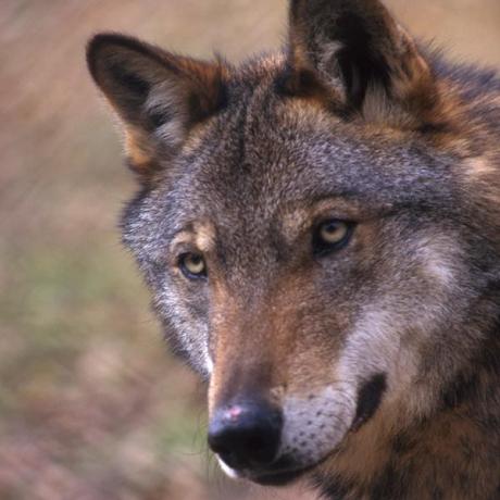 Lupus in Fabula. Convivere con il Lupo nella Murgia di Sud-Est