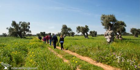 Escursione nei verdi uliveti secolari di Masseria Palombara tra antichi frantoi e villaggi rupestri