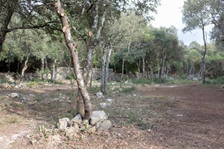 I Sensi Nel Bosco