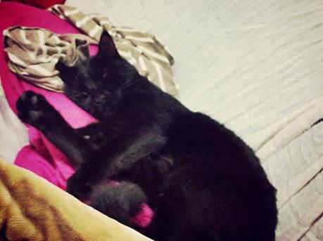 Mojocats live