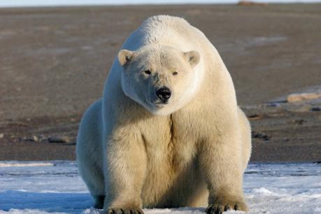 Alaska Ultima Frontiera
