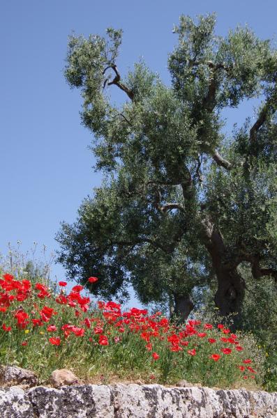 “Monopoli Outdoor: A spasso per la Via Traiana, sulle orme dei Crociati”