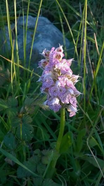 Gli Econauti a domicilio: Ladri di Orchidee