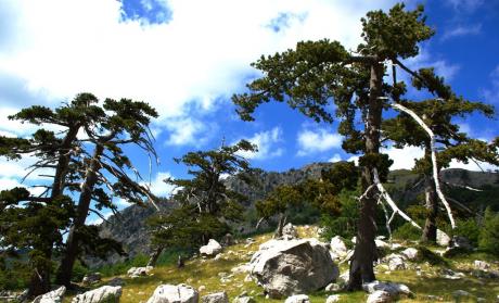DIAFORUM - Paesaggi e flora della Basilicata