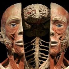 Body Worlds