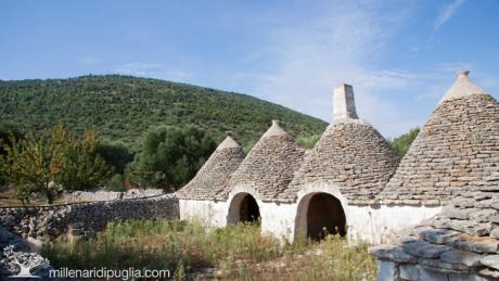 Escursione tra gli ulivi millenari da Masseria Gianecchia di Pepe (Pezze di Greco)