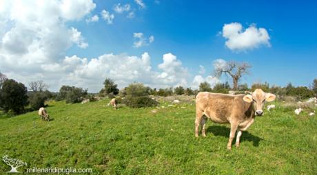 Escursione in natura a Cisternino tra i tratturi e l’area collinare di Caranna