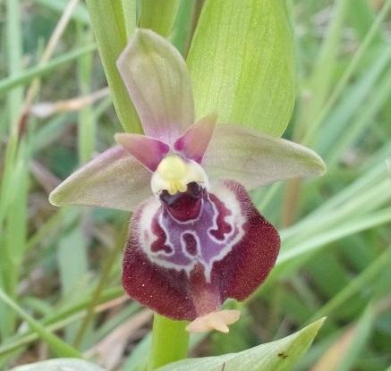 Le Orchidee Delle Pianelle