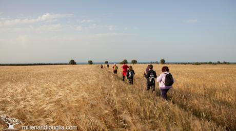 Escursione tra i campi di grano e i paesaggi di lama Torre Bianca ad Ostuni