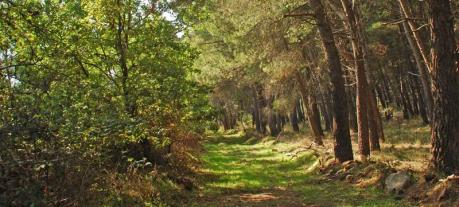 Escursione al Bosco Difesa Grande