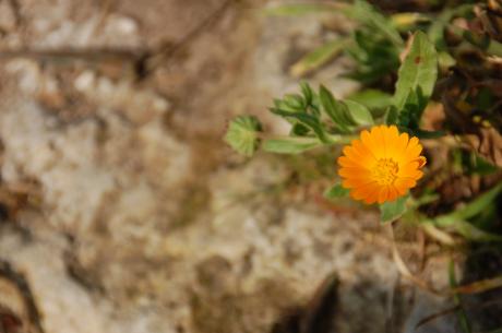 Discovering Natura 2015 - Natura che cura e nutre