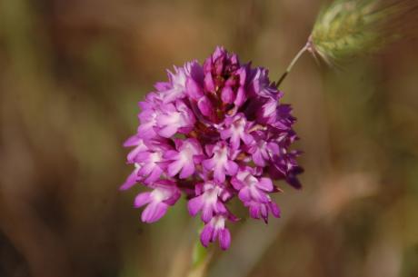 La Flora delle Pianelle: Alla ricerca delle ultime fioriture delle orchidee e la vegetazione endemica delle Pianelle
