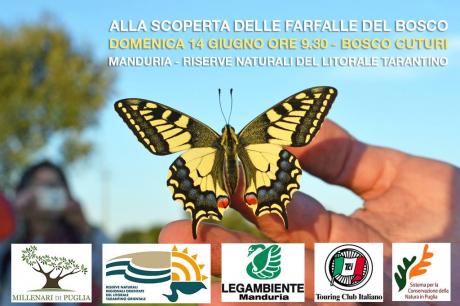 Alla scoperta delle farfalle del bosco