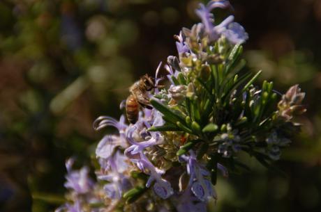 Una domenica con il WWF Trulli e Gravine tra natura e teatro - Biodiversità nelle gravine