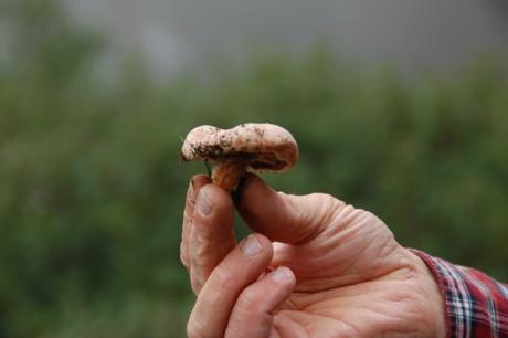 Rapporti micologici della flora nella Murgia dei Trulli