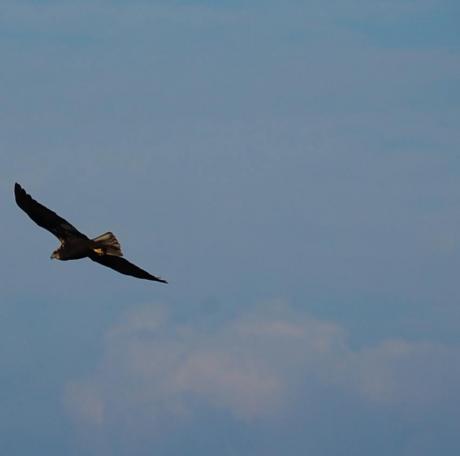 Birdwatching alle Pianelle