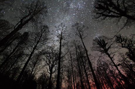 Camminando nel Bosco... sotto le stelle d'estate