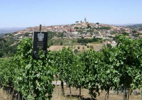 Un Giorno in Vendemmia