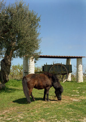 Ottobrata in masseria -  il pranzo di domenica 11 ottobre
