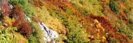 Bentornate caldarroste tra antichi sapori e nuovi colori