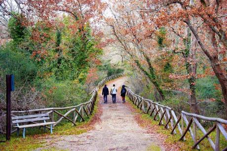 “Camminando dentro ed intorno al bosco, d’autunno”