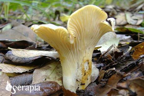 Il meraviglioso mondo dei funghi