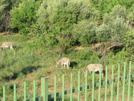 VIVIAMO IL PARCO - Sabato 31 ottobre ripuliamo il polmone verde della nostra città