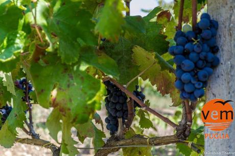 Incontri Divini: La mattina in cantina con ViaggieMiraggi Puglia