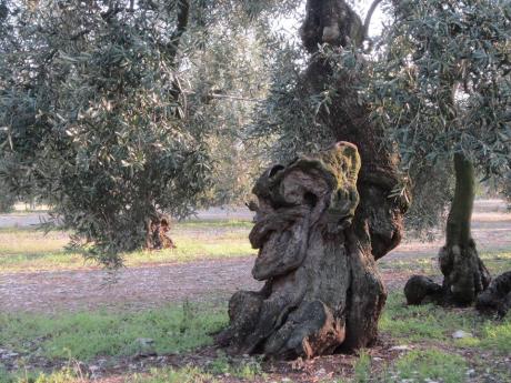 Dagli Avi agli E.V.O. - L’evoluzione dell’Olio Extravergine di Oliva in una giornata...