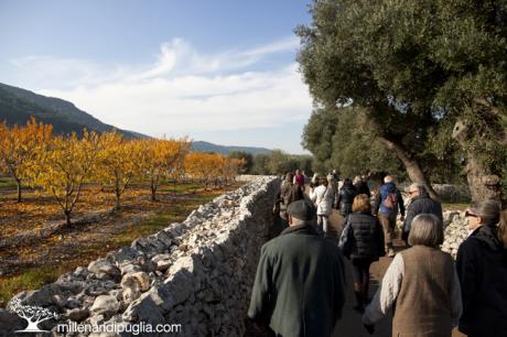 Escursione da Masseria Scategna tra ulivi, trulli e paesaggi bucolici