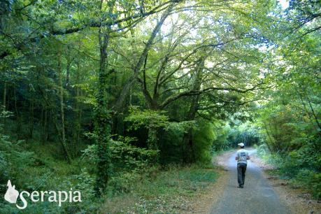 L'incantevole Bosco delle Pianelle