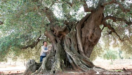 Escursione tra gli ulivi millenari di Ostuni