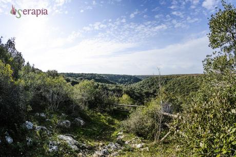 L'incantevole Bosco delle Pianelle