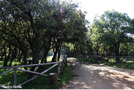 Il Bosco di Sant’antuono Tra  Natura, Storia e Leggenda