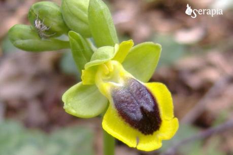 Le orchidee selvatiche sui colli di Ostuni
