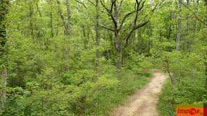 “Camminando nel bosco. A primavera”