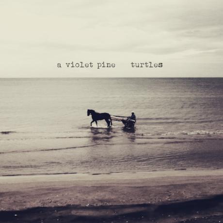 A Violet Pine in concerto