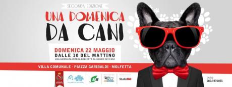 "Una domenica da cani"