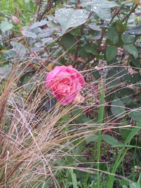 Le Rose Antiche