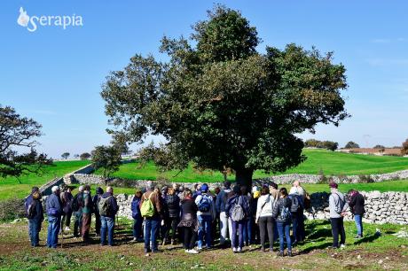 Il bosco sonoro