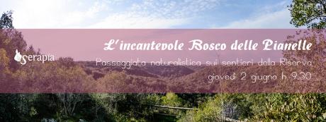 L'incantevole Bosco delle Pianelle