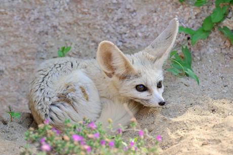 Al Bioparco di Roma sono arrivati i Fennec, le volpi più piccole del mondo.