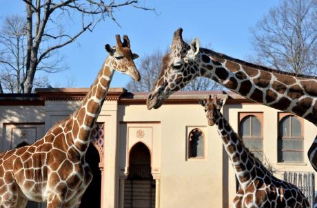 Sua altezza la giraffa! - Giornata internazionale della giraffa al Bioparco