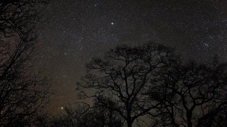 Le stelle nel Bosco