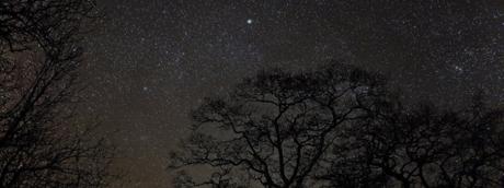 Camminando nel Bosco... Osservando le stelle!
